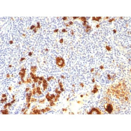 Immunohistochemistry - Anti-CD15 Antibody [FUT4/815 + BRA-4F1] (A248668) - Antibodies.com