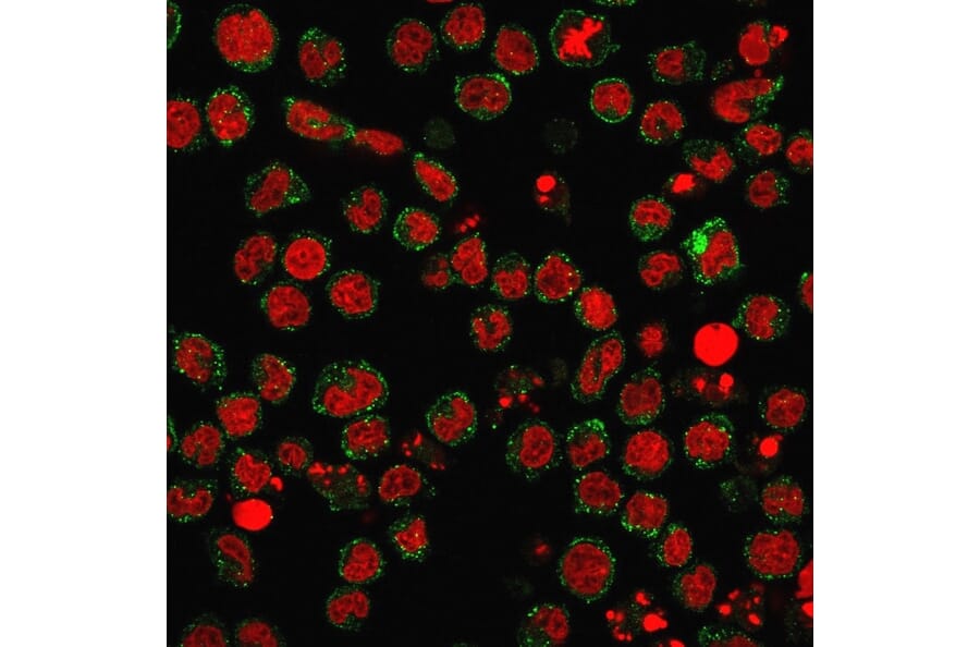 Immunofluorescence - Anti-CD15 Antibody [FUT4/1478R] (A248671) - Antibodies.com
