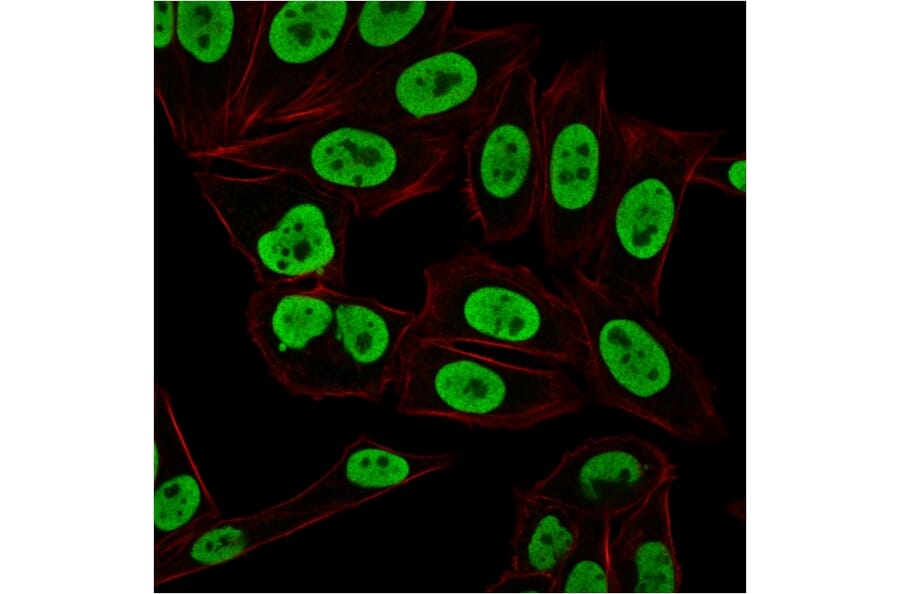 Immunofluorescence - Anti-Ku70 Antibody [KU729] (A248673) - Antibodies.com