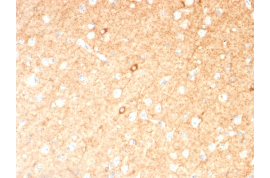 Immunohistochemistry - Anti-GAD67 Antibody [GAD1/2391] (A248674) - Antibodies.com