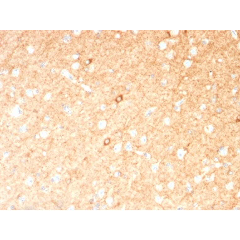 Immunohistochemistry - Anti-GAD67 Antibody [GAD1/2391] (A248674) - Antibodies.com