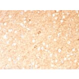 Immunohistochemistry - Anti-GAD67 Antibody [GAD1/2391] (A248674) - Antibodies.com