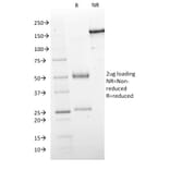 SDS-PAGE - Anti-GAD67 Antibody [GAD1/2563] (A248675) - Antibodies.com