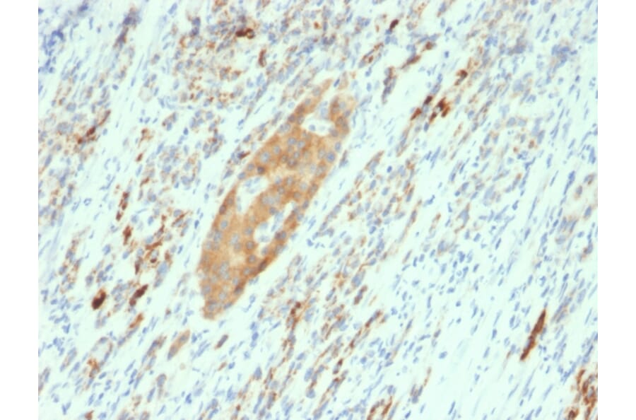 Immunohistochemistry - Anti-GAD65 Antibody [GAD2/2362] (A248677) - Antibodies.com