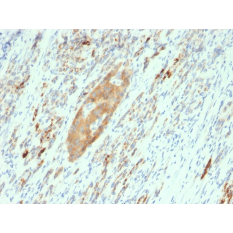 Immunohistochemistry - Anti-GAD65 Antibody [GAD2/2362] (A248677) - Antibodies.com