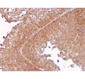 Immunohistochemistry - Anti-SERBP1 Antibody [SERBP1/3492] (A248683) - Antibodies.com