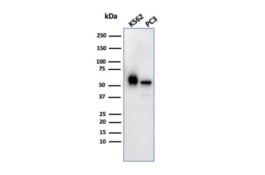 Western Blot - Anti-SERBP1 Antibody [SERBP1/3492] (A248683) - Antibodies.com