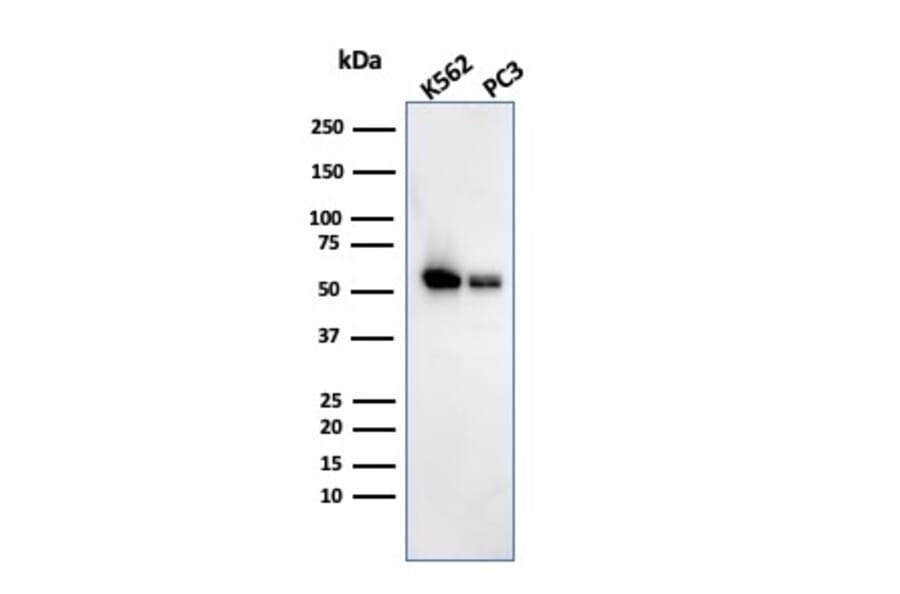 Western Blot - Anti-SERBP1 Antibody [SERBP1/3493] (A248684) - Antibodies.com