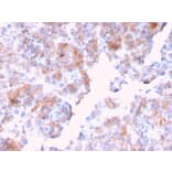 Immunohistochemistry - Anti-SERBP1 Antibody [SERBP1/3494] (A248685) - Antibodies.com