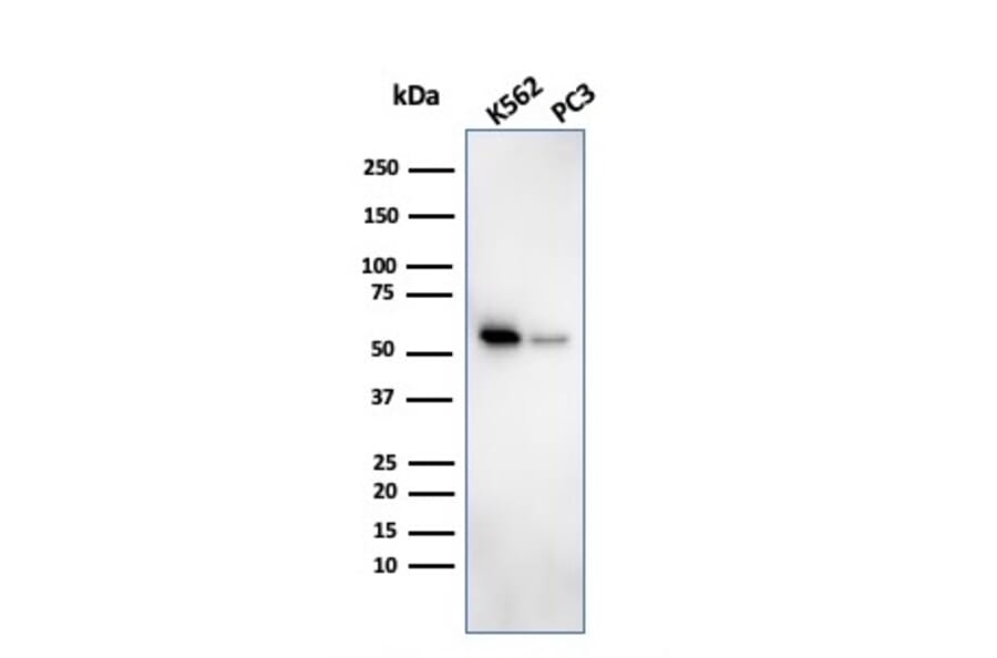 Western Blot - Anti-SERBP1 Antibody [SERBP1/3494] (A248685) - Antibodies.com