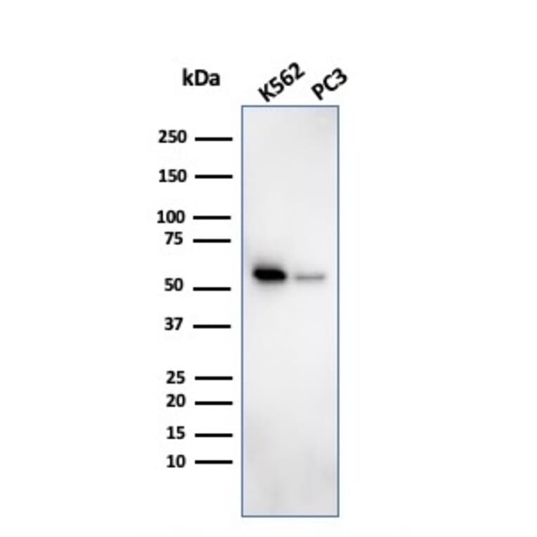 Western Blot - Anti-SERBP1 Antibody [SERBP1/3494] (A248685) - Antibodies.com