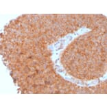 Immunohistochemistry - Anti-SERBP1 Antibody [SERBP1/3495] (A248686) - Antibodies.com