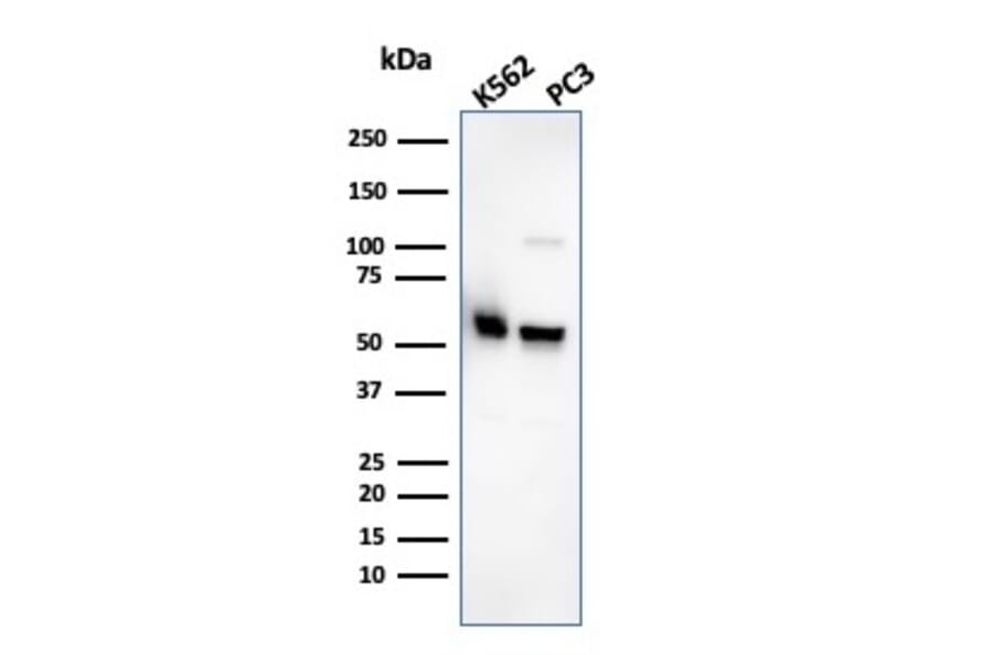 Western Blot - Anti-SERBP1 Antibody [SERBP1/3495] (A248686) - Antibodies.com