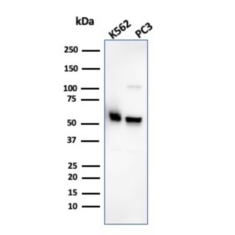 Western Blot - Anti-SERBP1 Antibody [SERBP1/3495] (A248686) - Antibodies.com