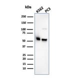 Western Blot - Anti-SERBP1 Antibody [SERBP1/3495] (A248686) - Antibodies.com