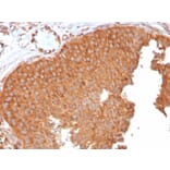 Immunohistochemistry - Anti-SERBP1 Antibody [SERBP1/3496] (A248687) - Antibodies.com