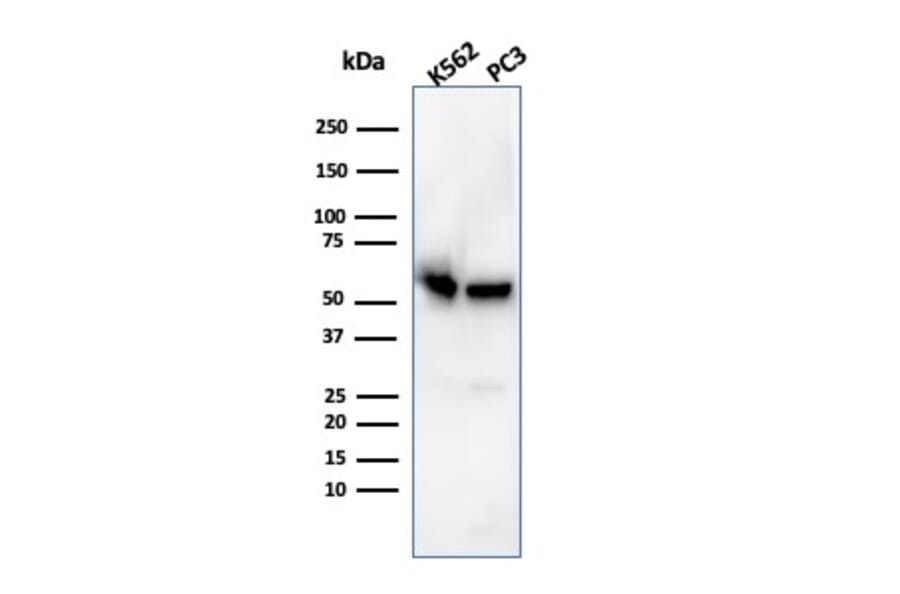 Western Blot - Anti-SERBP1 Antibody [SERBP1/3496] (A248687) - Antibodies.com