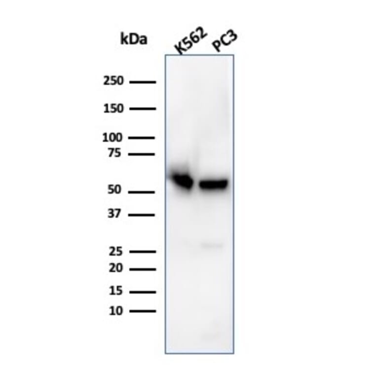 Western Blot - Anti-SERBP1 Antibody [SERBP1/3496] (A248687) - Antibodies.com