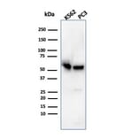 Western Blot - Anti-SERBP1 Antibody [SERBP1/3496] (A248687) - Antibodies.com