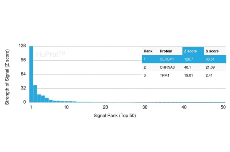 Protein Array - Anti-SERBP1 Antibody [SERBP1/3497] (A248687) - Antibodies.com