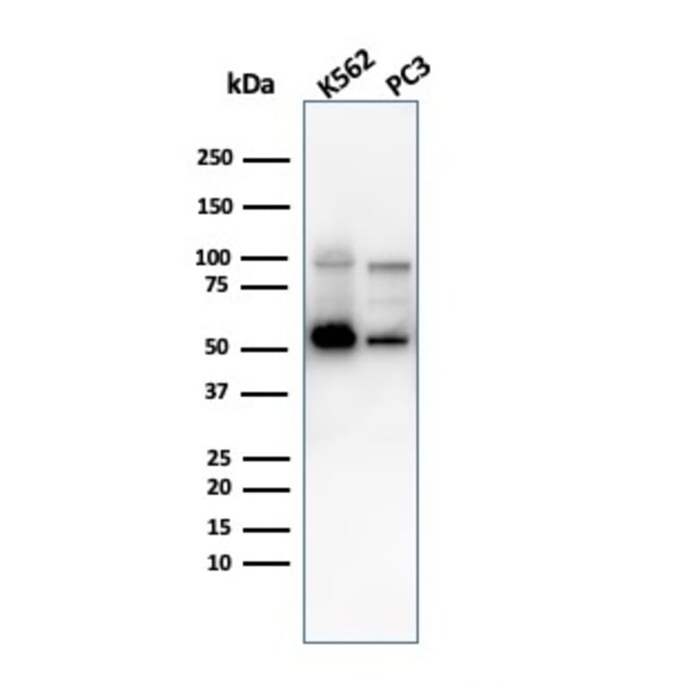 Western Blot - Anti-SERBP1 Antibody [SERBP1/3497] (A248688) - Antibodies.com