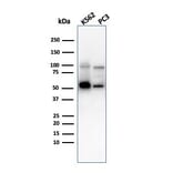Western Blot - Anti-SERBP1 Antibody [SERBP1/3497] (A248688) - Antibodies.com