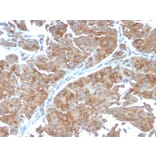 Immunohistochemistry - Anti-SERBP1 Antibody [SERBP1/3498] (A248689) - Antibodies.com