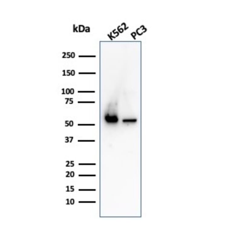 Western Blot - Anti-SERBP1 Antibody [SERBP1/3498] (A248689) - Antibodies.com