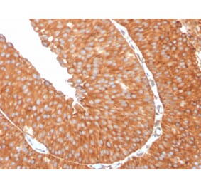 Immunohistochemistry - Anti-SERBP1 Antibody [SERBP1/3509] (A248690) - Antibodies.com