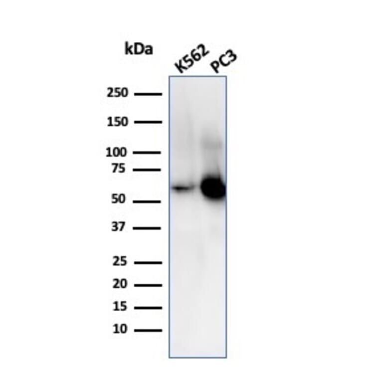 Western Blot - Anti-SERBP1 Antibody [SERBP1/3509] (A248690) - Antibodies.com