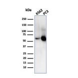 Western Blot - Anti-SERBP1 Antibody [SERBP1/3509] (A248690) - Antibodies.com