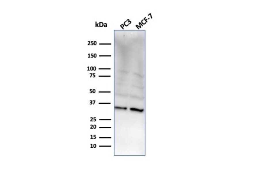 Western Blot - Anti-NKX2.8 Antibody [NKX28/2548] (A248692) - Antibodies.com