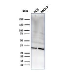 Western Blot - Anti-NKX2.8 Antibody [NKX28/2548] (A248692) - Antibodies.com