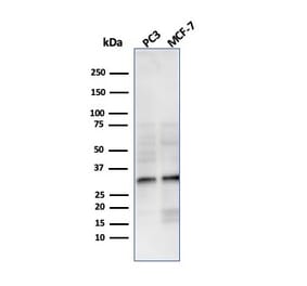Western Blot - Anti-NKX2.8 Antibody [NKX28/3233R] (A248692) - Antibodies.com