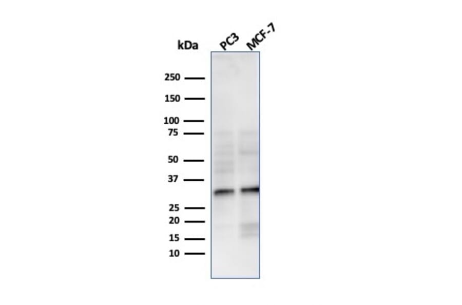 Western Blot - Anti-NKX2.8 Antibody [NKX28/3233R] (A248692) - Antibodies.com