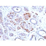 Immunohistochemistry - Anti-GATA3 Antibody [GATA3/2442] (A248694) - Antibodies.com