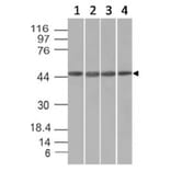 Western Blot - Anti-EMI1 Antibody [EMI1/1176] (A248700) - Antibodies.com