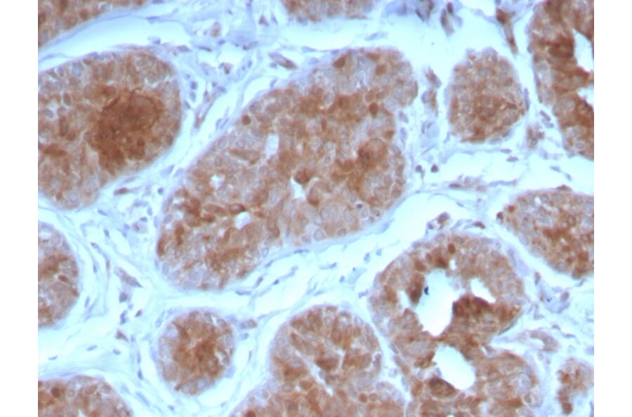 Immunohistochemistry - Anti-FGF21 Antibody [FGF21/3691] (A248701) - Antibodies.com