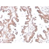 Immunohistochemistry - Anti-GDF9 Antibody [GDF9/4261] (A248702) - Antibodies.com