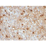 Immunohistochemistry - Anti-GFAP Antibody [GA-5] (A248705) - Antibodies.com
