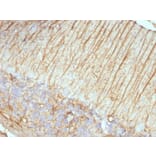 Immunohistochemistry - Anti-GFAP Antibody [ASTRO/789] (A248708) - Antibodies.com