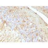 Immunohistochemistry - Anti-GFAP Antibody [GA-5 + ASTRO/789] (A248709) - Antibodies.com