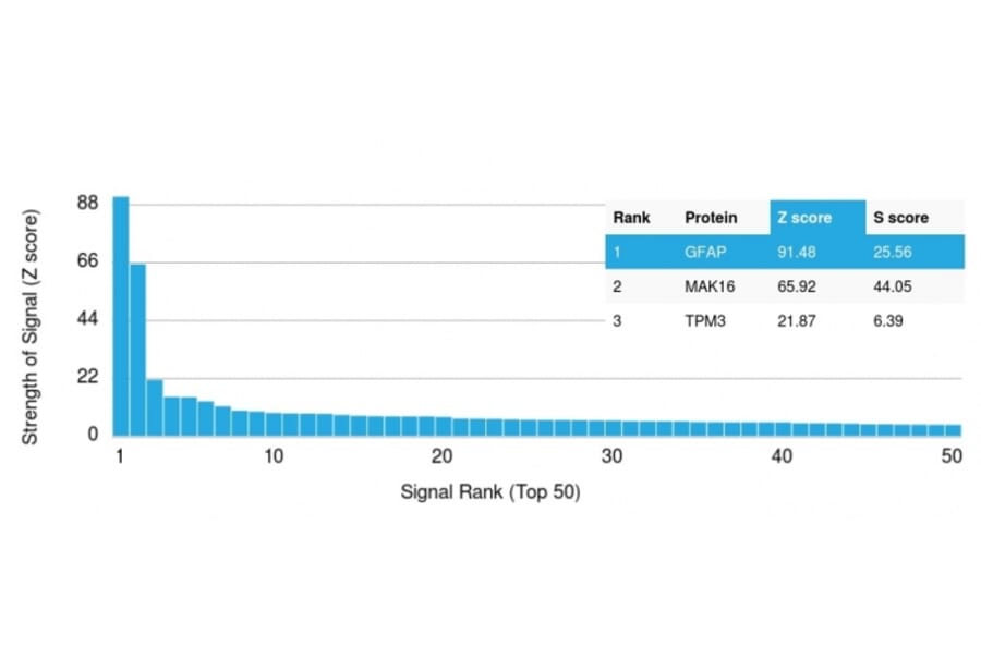Protein Array - Anti-GFAP Antibody [GFAP/2076] (A248709) - Antibodies.com