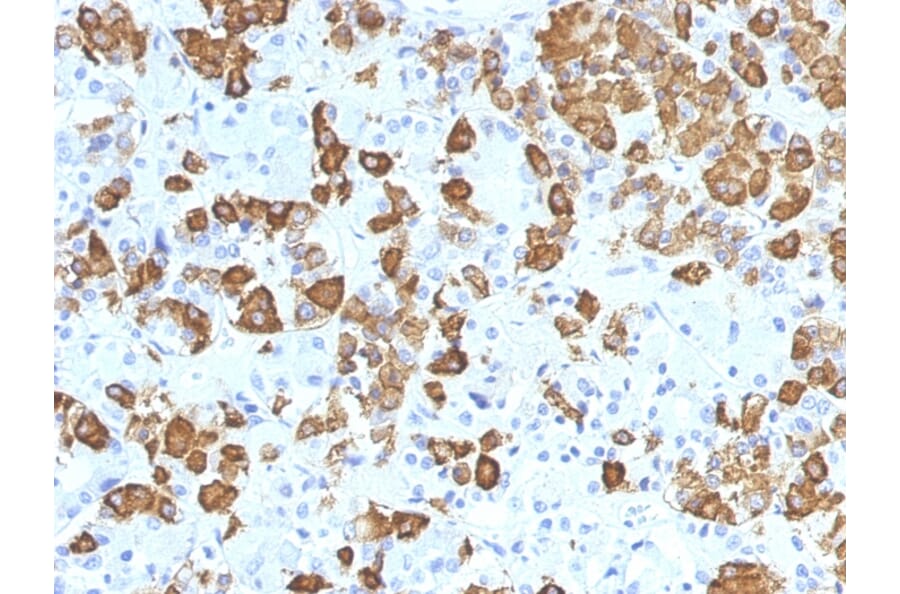 Immunohistochemistry - Anti-Growth Hormone Antibody [GH/1371] (A248713) - Antibodies.com