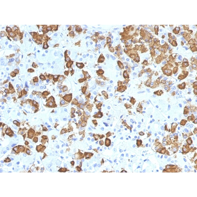 Immunohistochemistry - Anti-Growth Hormone Antibody [GH/1371] (A248713) - Antibodies.com