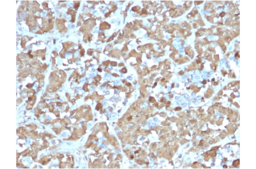 Immunohistochemistry - Anti-Growth Hormone Antibody [rGH/1450] (A248715) - Antibodies.com