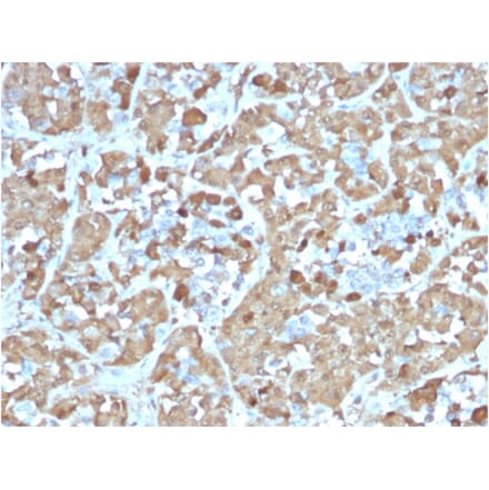 Immunohistochemistry - Anti-Growth Hormone Antibody [rGH/1450] (A248715) - Antibodies.com