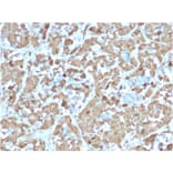 Immunohistochemistry - Anti-Growth Hormone Antibody [rGH/1450] (A248715) - Antibodies.com