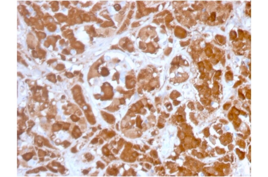 Immunohistochemistry - Anti-Growth Hormone Antibody [GH/3155] (A248717) - Antibodies.com
