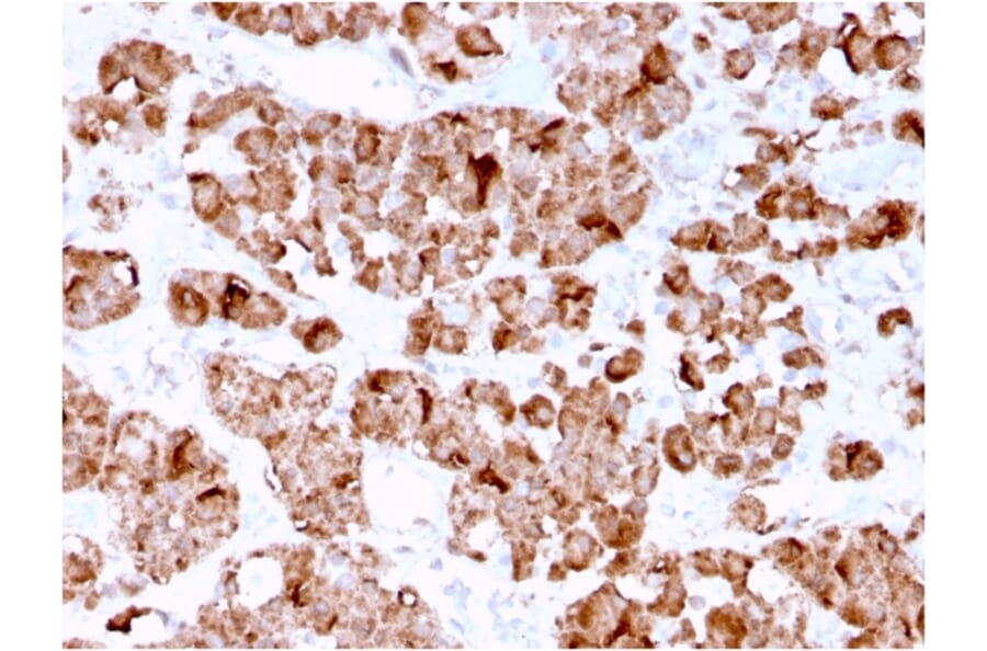 Immunohistochemistry - Anti-Growth Hormone Antibody [GH/3155] (A248717) - Antibodies.com